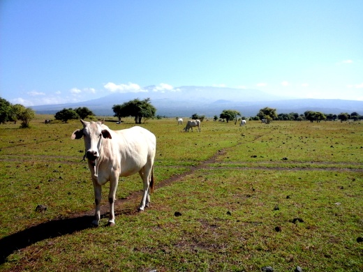 Di Sabanna Doro ncanga di Kabupaten Dompu tidak hanya kuda, sapi dan kerbaupun dibiarkan hidup mandiri. Susu Sapi Liar juga bisa saja sebenarnya jadi komoditi baru. hehe *have a look! di belakang itu..Gunung Tambora