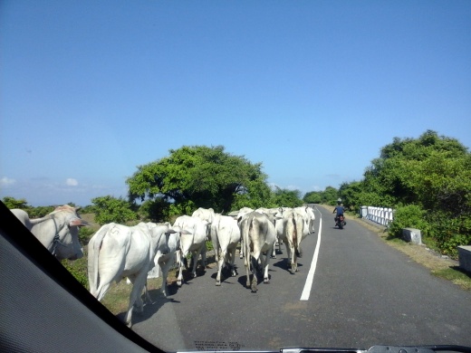 harus berbagi jalan raya dengan hewan ternak? Lembo Ade!